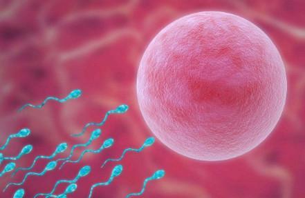 女性太瘦会影响生育吗