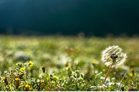 茭白里面有黑点能吃吗