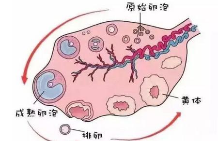 卵巢功能好不好？这些检查都知道！