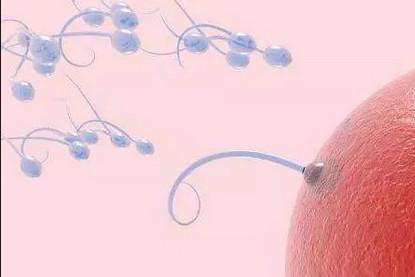 精子究竟能等卵子多久？