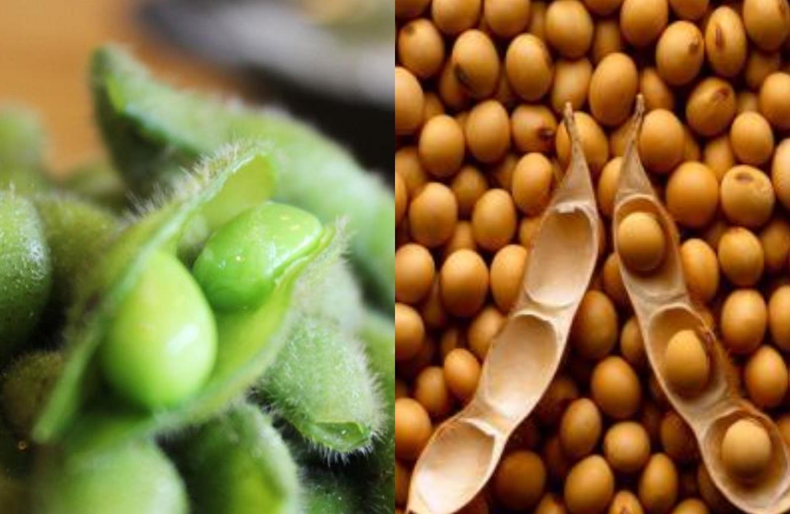 毛豆和黄豆有什么区别 营养价值分析