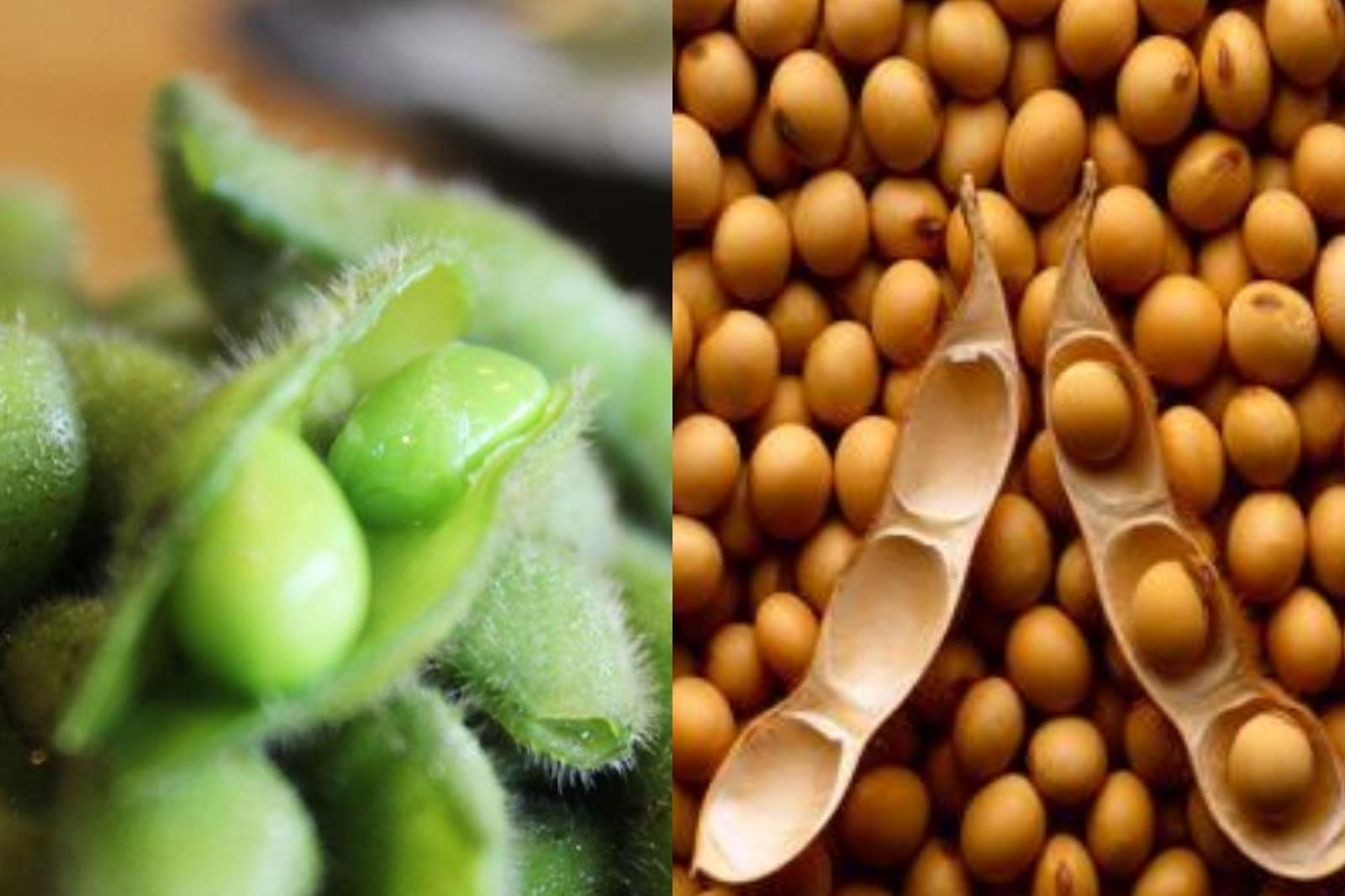 毛豆和黄豆有什么区别 营养价值分析