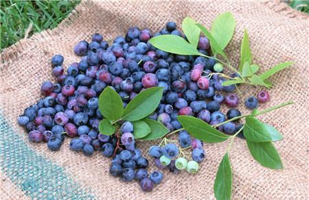 蓝莓怎么吃减肥 蓝莓这样吃减肥效果才好