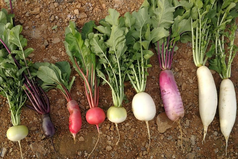 秋天吃萝卜有什么好处 宝宝吃萝卜食谱推荐