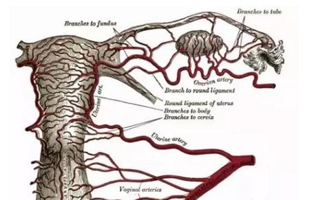 子宫腺肌症不同手术对女性卵巢功能会有哪些影响？