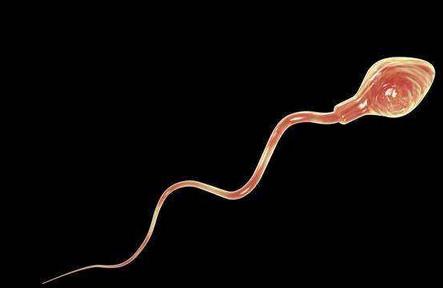 如何提高精子质量和活力