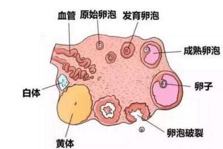 监测卵泡怎么做的
