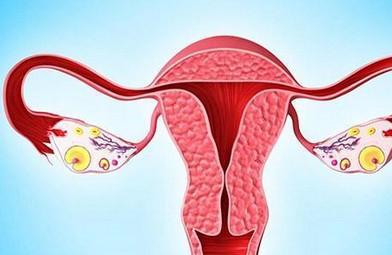 女人吃什么养卵巢
