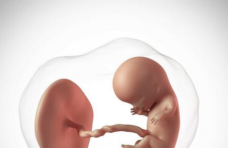 造成胎儿停育的原因有哪些