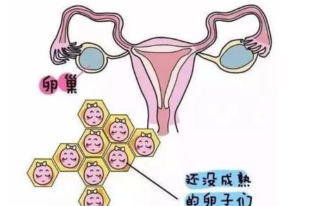 卵泡发育不好是什么原因