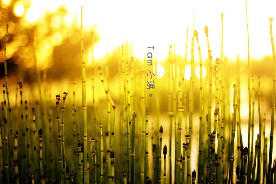 2019年小满出生的猪宝宝好吗