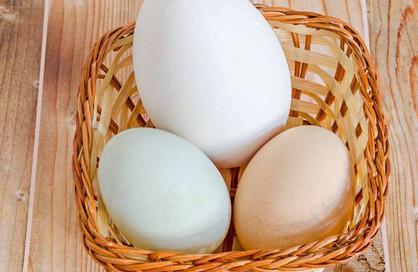 宝宝吃鸡蛋好还是吃鸭蛋好？