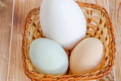 宝宝吃鸡蛋好还是吃鸭蛋好？