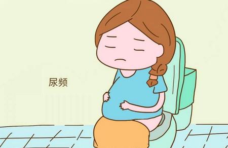 为什么怀孕后尿特别多