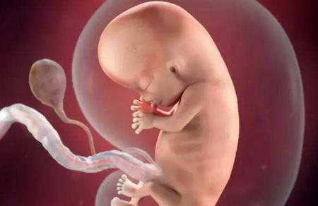 胎儿在肚子里什么时候睡觉