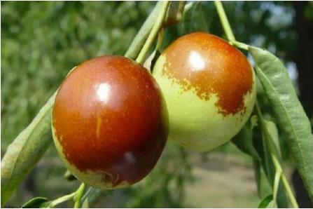 哪些孕妇不能吃新鲜枣子