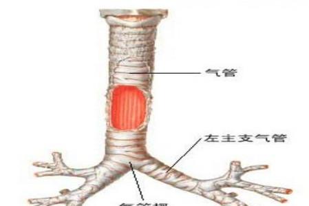 宝宝得了急性支气管炎怎么办