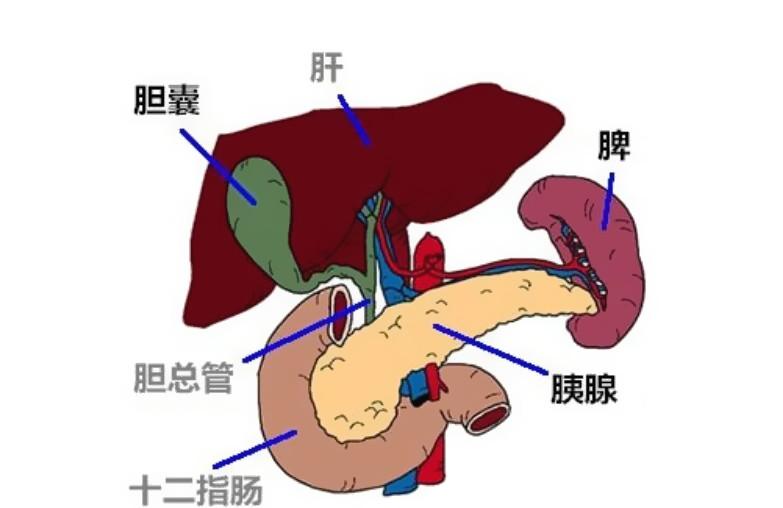 小儿脾大怎么办