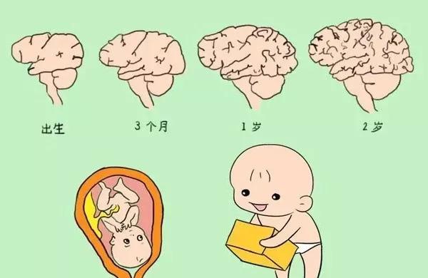 影响宝宝脑发育的营养有哪些
