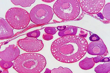 卵泡什么形状好 是扁的好还是圆的好