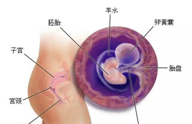 怀孕过了三个月胎儿稳定了吗