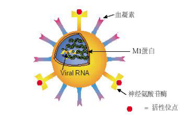 流感吃什么药不要看广告，看可威君如何打败流感