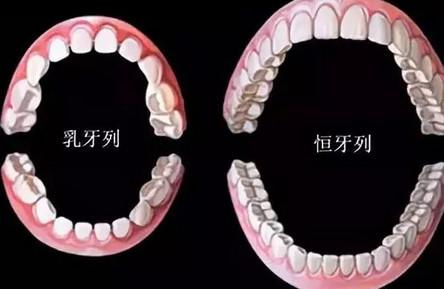 第一恒磨牙是哪个牙 呵护宝宝牙齿成长