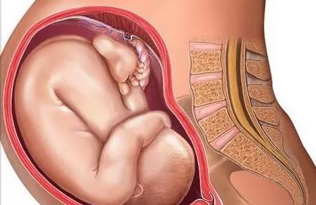 怀孕肚子哪个部位先大