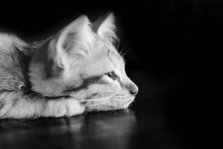 备孕期间可以养猫吗