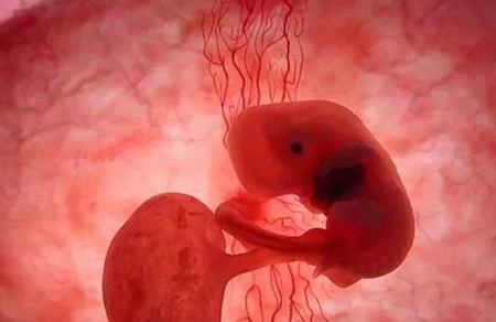 无胎心胎芽的原因 胎心胎芽最晚什么时候出现