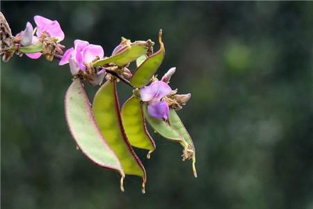 宫颈糜烂食疗菜谱