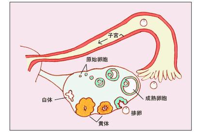 黄体功能不全怀孕难吗