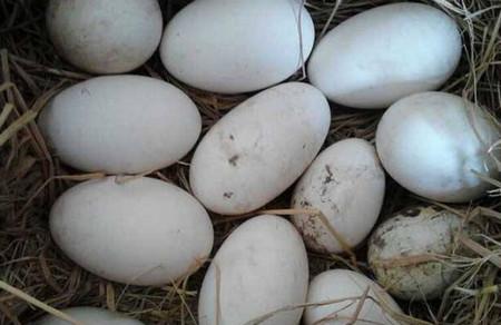 孕妇吃鹅蛋能预防婴儿黄疸吗