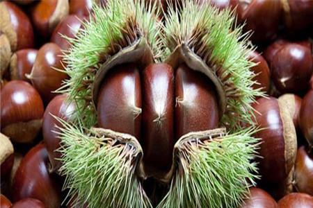 哺乳期可以吃哪些坚果