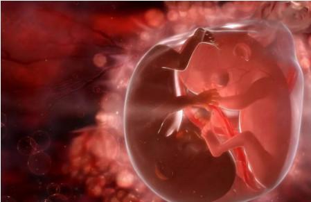 胎儿重要器官关键发育期要注意什么