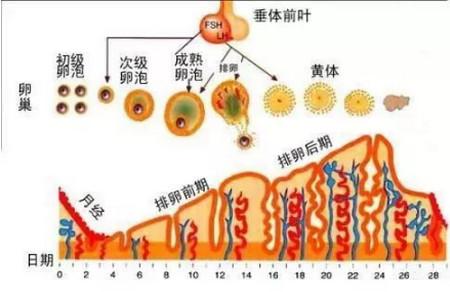 子宫内膜薄的原因有哪些