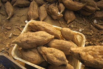 葛根怎么吃才能丰胸 葛根一定要这样吃