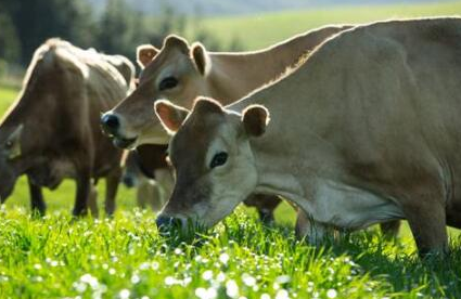 新西兰官方发布草饲标准 满趣健草饲婴幼儿奶粉再获认证