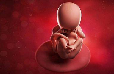 胎儿会在肚子里做些什么