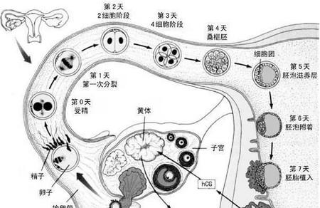 流产的原因有哪些 小心反复流产