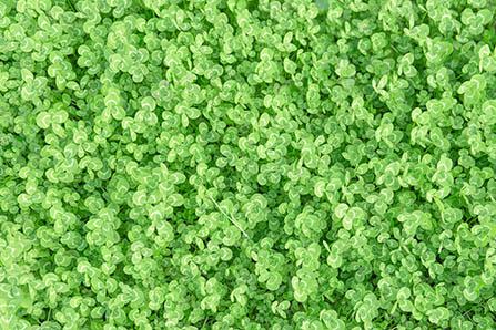 松子一天吃多少粒为宜