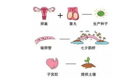 如何才能更快更好地备孕