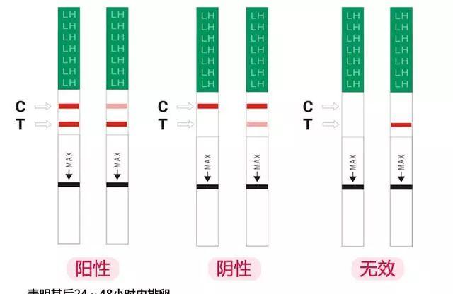 排卵试纸连续一个月双杠怎么回事