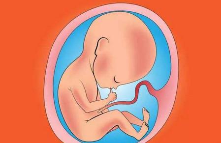 胎儿易发生畸形的危险期是什么时候