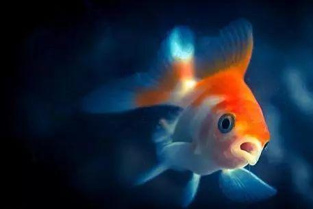 给宝宝养什么宠物好 宝宝养宠物的好处