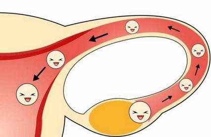 想提高怀孕几率怎么办