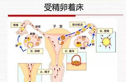 受精卵着床有什么感觉