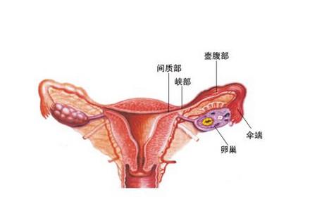 输卵管通而不畅影响怀孕吗