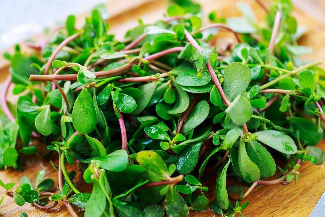 宝宝吃马齿苋的禁忌