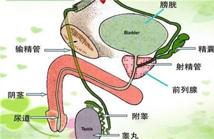 睾丸一上一下是病嘛 睾丸疾病要引起重视